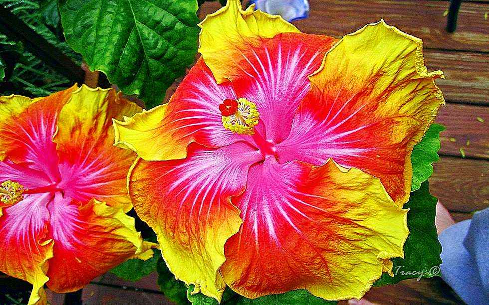 Hibiscus-Flower