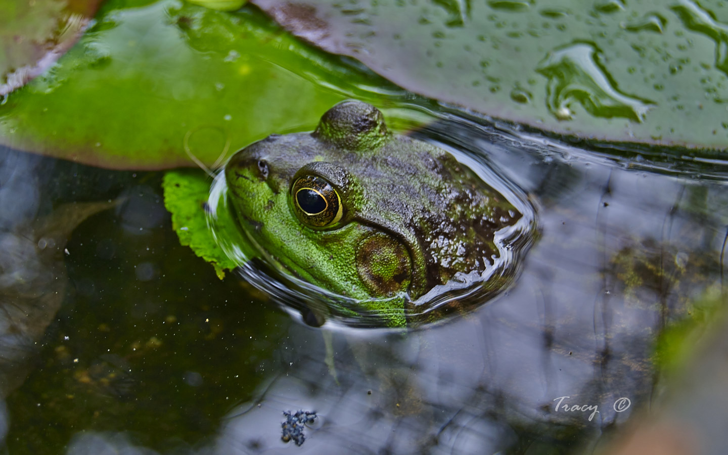 Frogs – Thingography.com