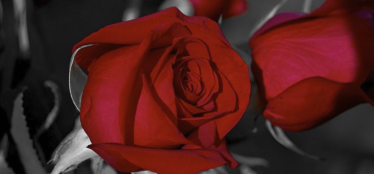Red Roses Photos