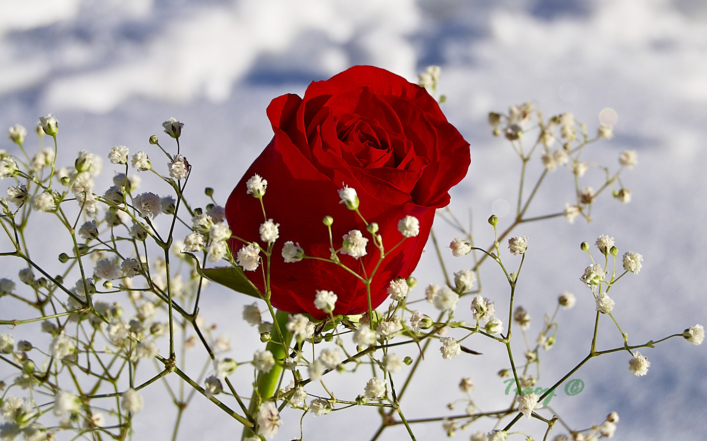 Red Roses Photos Thingography Com